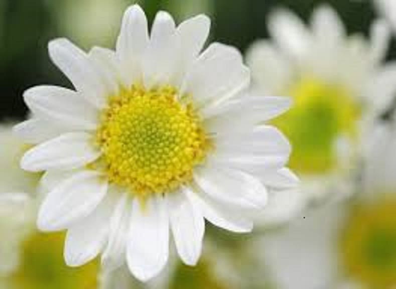 CÂY THUỐC CÚC HOA: LỢI ÍCH SỨC KHỎE VÀ SỬ DỤNG 1 cuc hoa